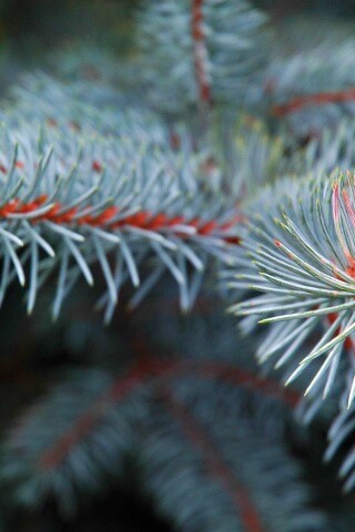 Ветки голубой ели обои