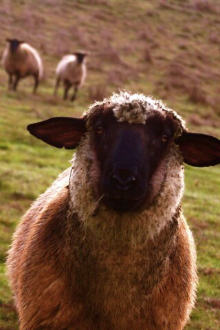 Овцы на пастбище обои