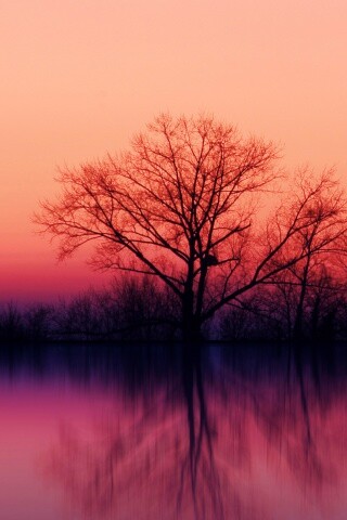 Деревья при закате обои