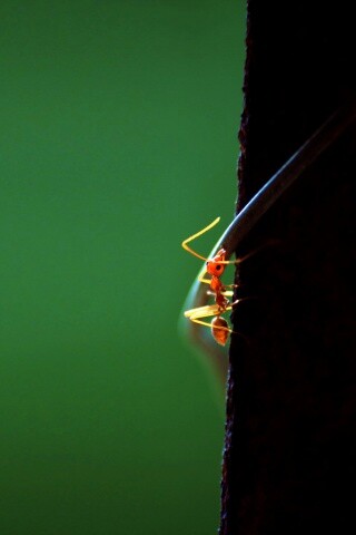 Муравей-пожарник обои