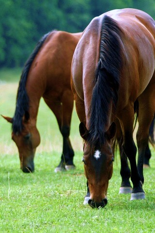 Время пощипать травку обои
