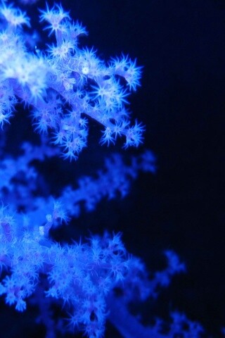 Кораллы обои