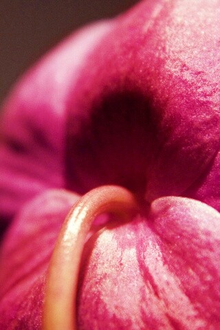 Розовый стебель обои