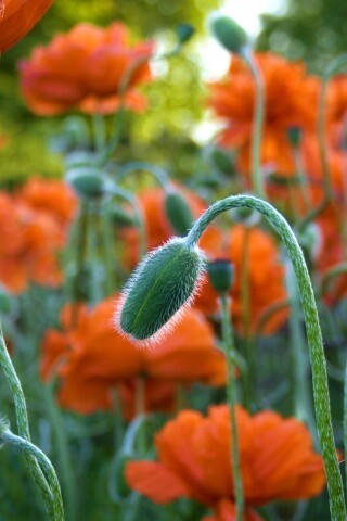 Бутон среди цветов обои