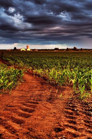 Кукурузное поле у фермы обои