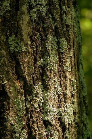 Ствол дерева обои