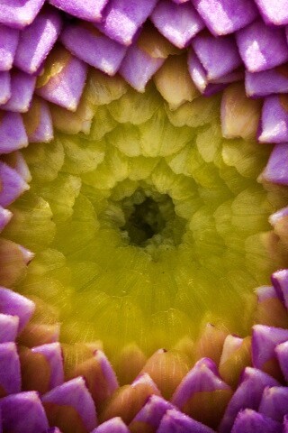 Сердцевина цветка обои