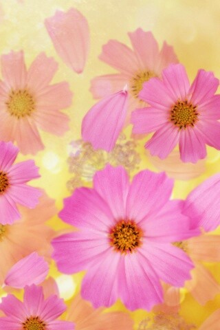 Цветочки обои