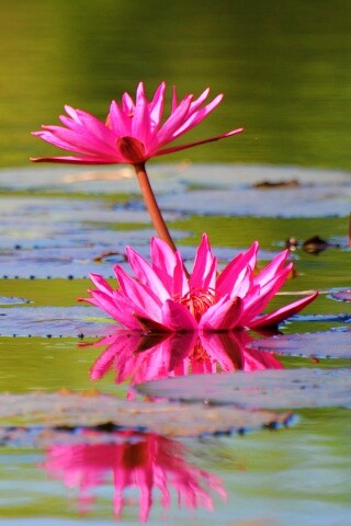 Цветущие кувшинки обои