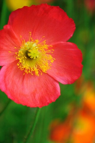 Красивый красный цветок обои