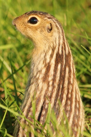 Сурок в стойке обои