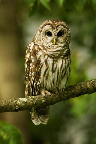 Сова на ветке обои