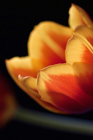 Тюльпаны в темноте обои