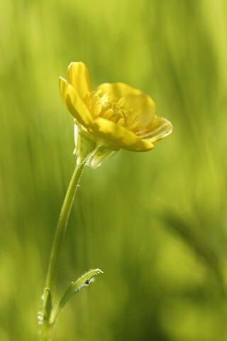 Маленький жёлтый цветочек обои