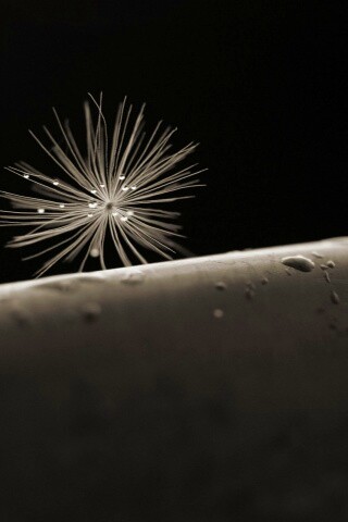 Прилипшая пушинка обои