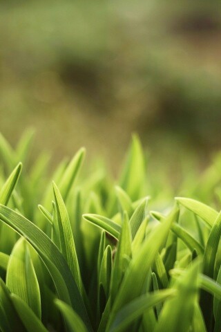 Сочная нежная трава обои
