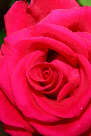 Бутон розы обои