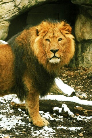 Красивый лев в лесу обои