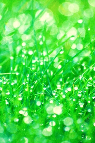 Трава в росе обои