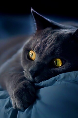 Персидский кот на кровати обои