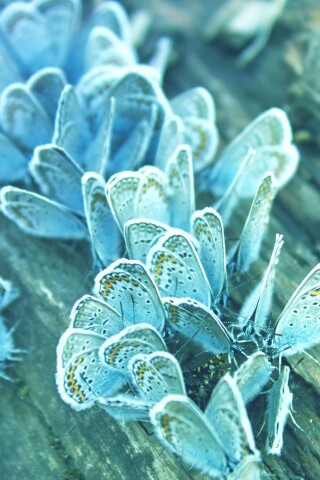 Голубые бабочки обои