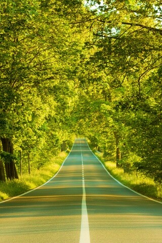 Под горку и в лес обои