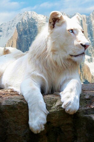 Белый лев обои