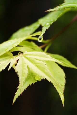 Капля на листе обои