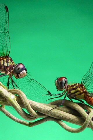 Две стрекозы обои