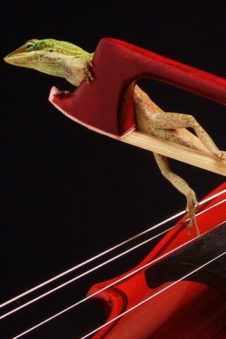 Ящерка на виолончели обои