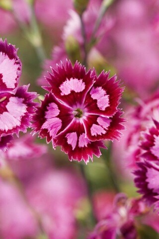 Неизвестные науке цветы обои