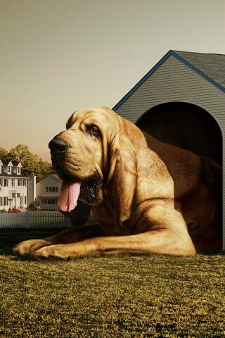 Действительно большая собака обои