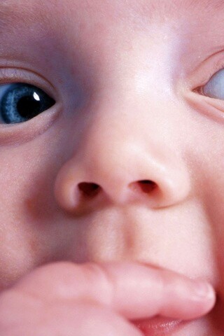 Что-то замышляет... обои