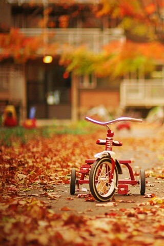 Трёхколёсный друг на осенней дорожке обои