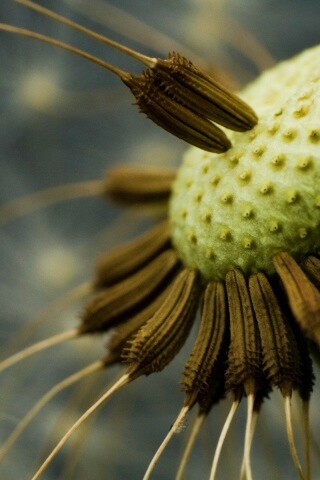 Лысеющий одуванчик обои