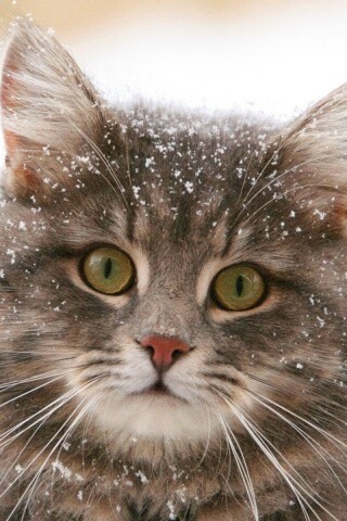 Кот в снегу обои