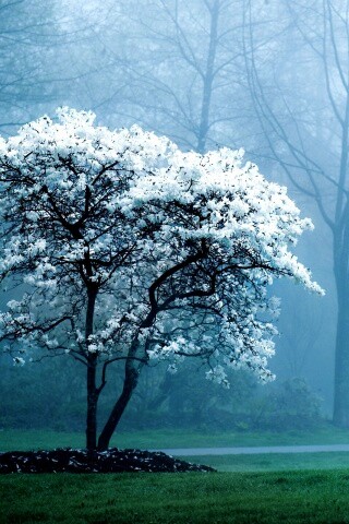 Цветущее дерево обои