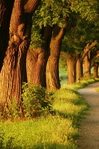 Аллея старых раскидистых деревьев обои