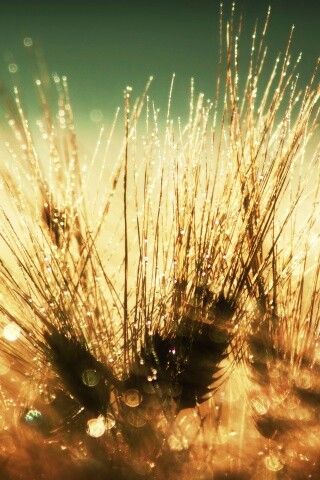 Трава на солнце обои