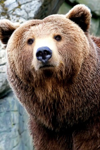 Бурый мишка обои