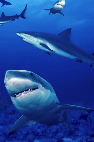 Стая акул обои