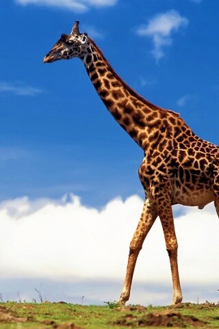 Жираф на прогулке обои