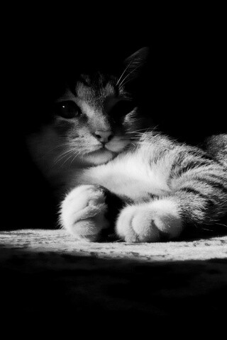 Котик в тени обои