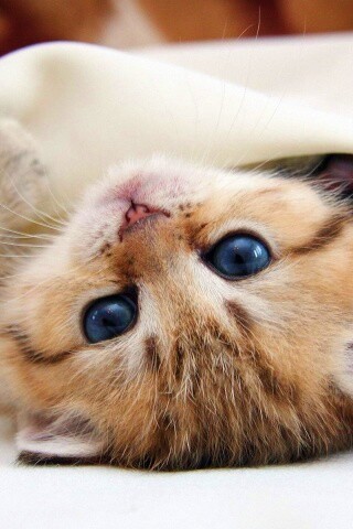 Котёнок вверх ногами обои