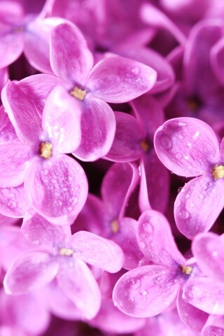 Цветы сирени обои