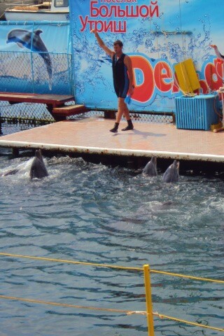 Утро в дельфинарии обои