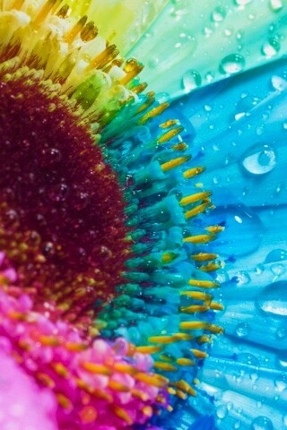 Цветик семицветик обои