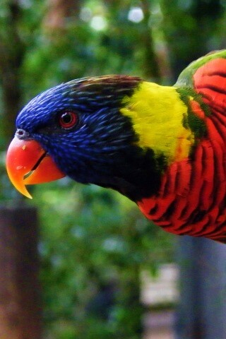 Попугай на канате обои