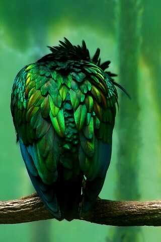 Птица спит на ветке обои