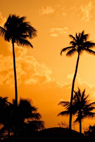 Пальмы на закате обои